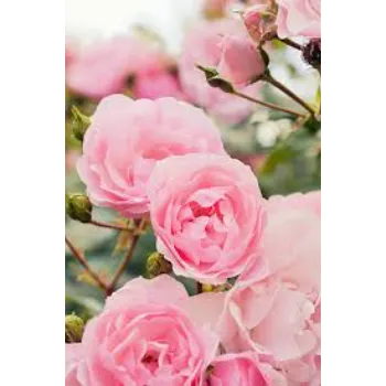 Perfect Pink Rose 